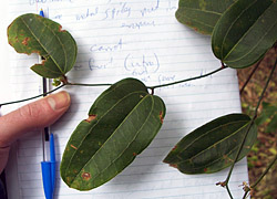 Bush Tucker Plant Foods - Smilax - Native Sarsaparilla