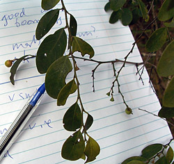 Bush Tucker Plant Foods - Breynia oblongifolia - Coffee Bush