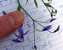 Bush Tucker Plant Foods - Stypandra glauca - Nodding Blue Lily