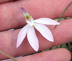 Bush Tucker Plant Foods - Caladenia - Lady Fingers