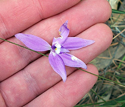 Bush Tucker Plant Foods - Glossodia - Waxlip Orchids