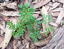 Bush Tucker Plant Foods - Trachymene incisa - Wild Parsnip