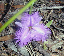 Bush Tucker Plant Foods - Thysanotus tuberosus - Common Fringed Lily