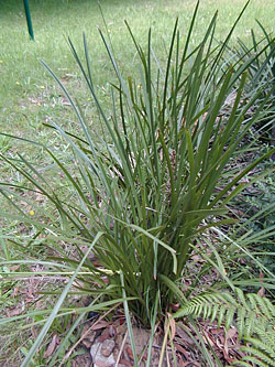 Bush Tucker Plant Foods - Lomandra longifolia - Mat-Rush