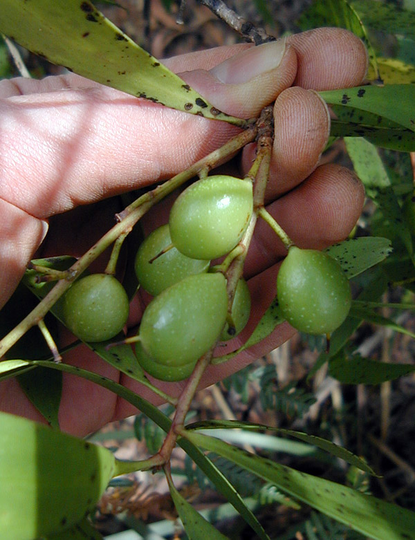 Bush Tucker Plant Quiz, Question 10 - Can you identify this plant?