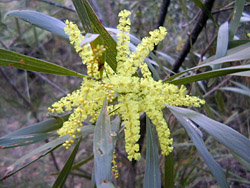 Bush Tucker Plant Foods - Acacia - Wattles