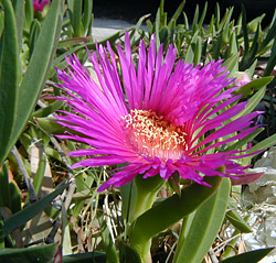 Bush Tucker Plant Foods - Carpobrotus - Pigface