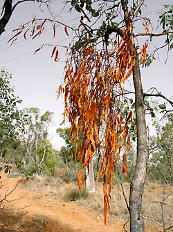 Amyema pendulum - Mistletoe