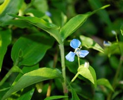 Edible Weeds - Commelina cyanea - Scurvy Weed