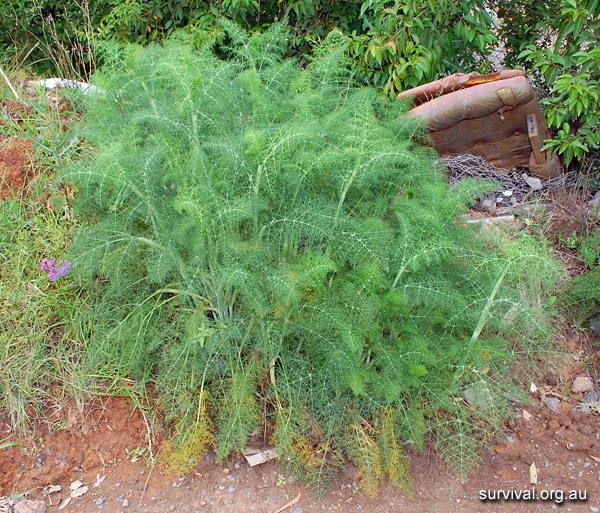 Foeniculum vulgare - Fennel - Edible Weeds and Bush Tucker Plant Foods