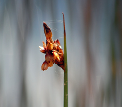 Bush Tucker Plant Foods - Lepironia articulata - Grey Sedge