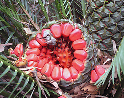 Bush Tucker Plant Foods - Macrozamia and Lepidozamia - Cycads - Burrawangs