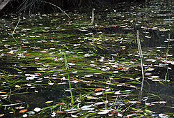 Bush Tucker Plant Foods - Triglochin - Water Ribbons