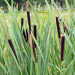 Bush Tucker Plant Foods - Typha - Bulrush / Cattails