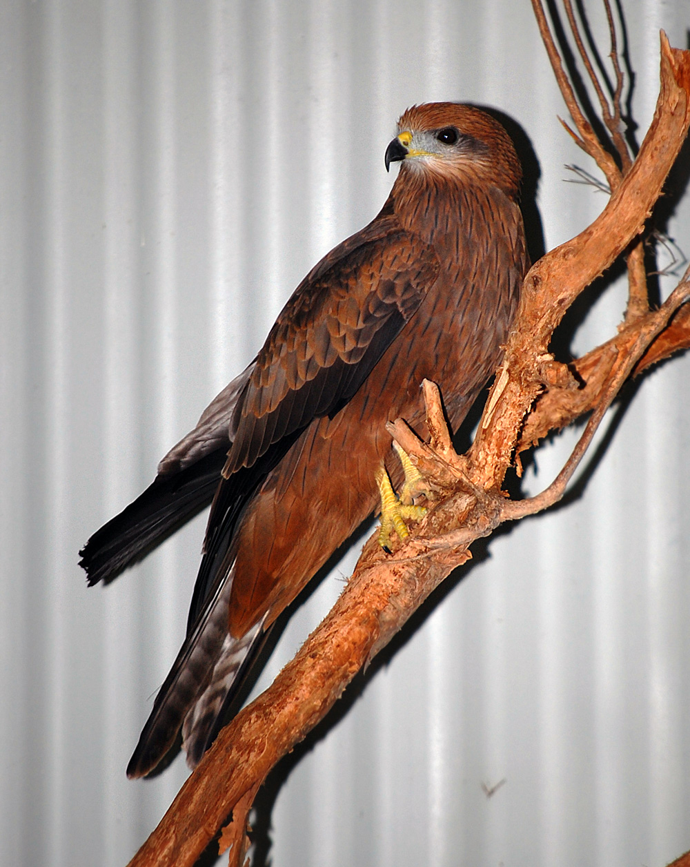 Australian Bird Quiz, Question 3 - Can you identify this bird?