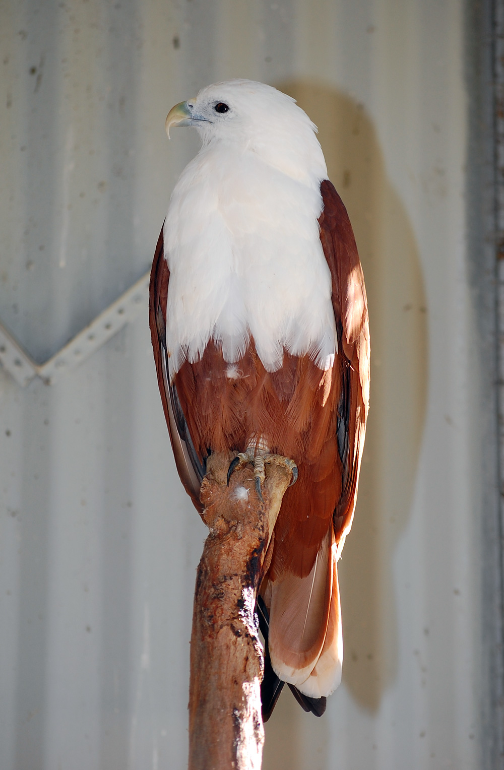 Australian Bird Quiz, Question 10 - Can you identify this bird?