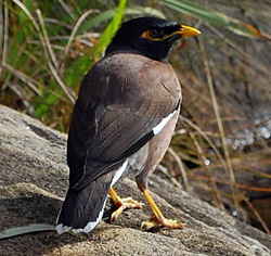 Bird Identification of Australian Birds - Sydney and Blue Mountains Bird Species - Common Myna - Indian Myna - Common Indian Myna - Acridotheres tristis