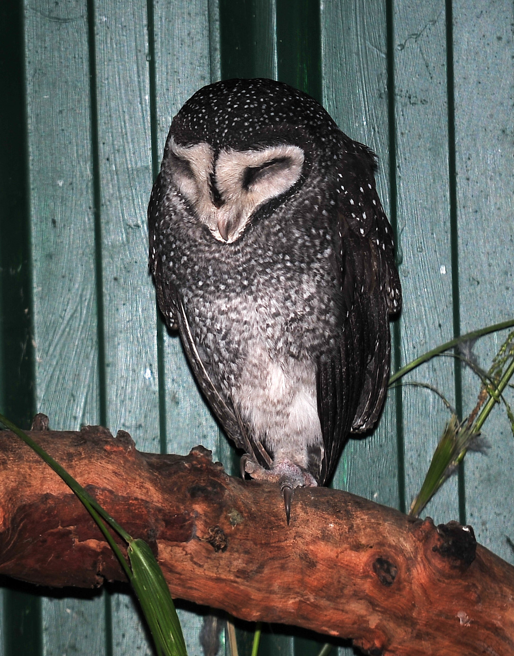 Australian Bird Quiz, Question 1 - Can you identify this bird?