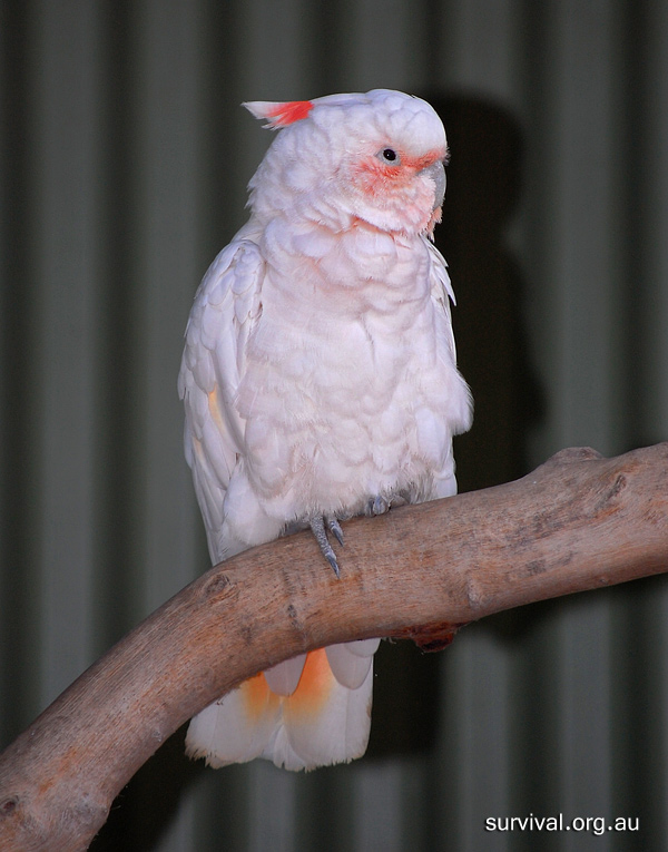 Australian Bird Quiz, Question 6 - Can you identify this bird?