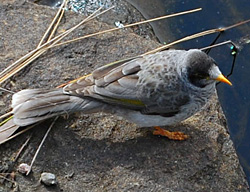 Bird Identification of Australian Birds - Sydney and Blue Mountains Bird Species - Noisy Miner - Manorina melanocephala
