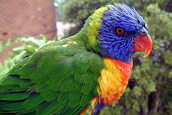 Bird Identification of Australian Birds - Sydney and Blue Mountains Bird Species - Rainbow Lorikeet - Trichoglossus rubritorquatus