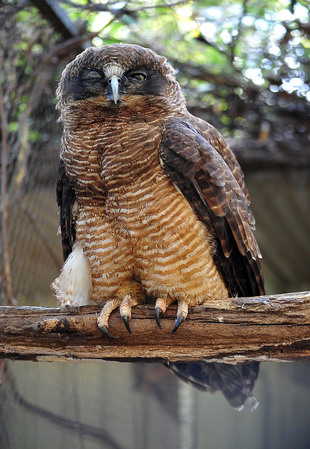 Australian Bird Quiz, Question 5 - Can you identify this bird?
