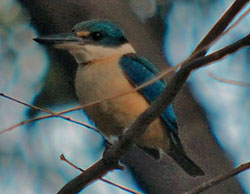 Bird Identification of Australian Birds - Sydney and Blue Mountains Bird Species - Sacred Kingfisher - Todiramphus sanctus