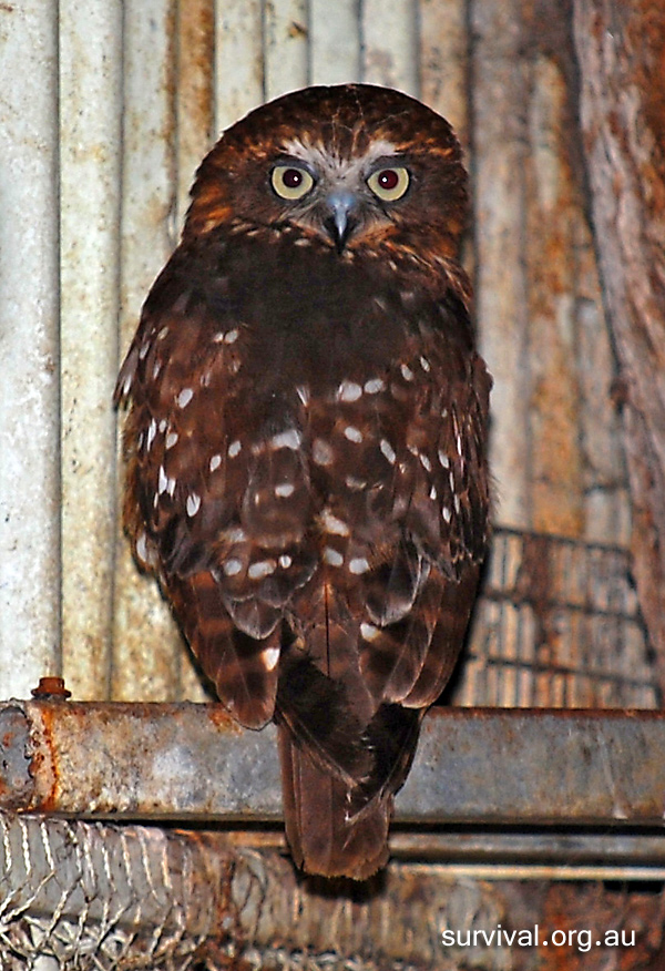 Australian Bird Quiz, Question 6 - Can you identify this bird?