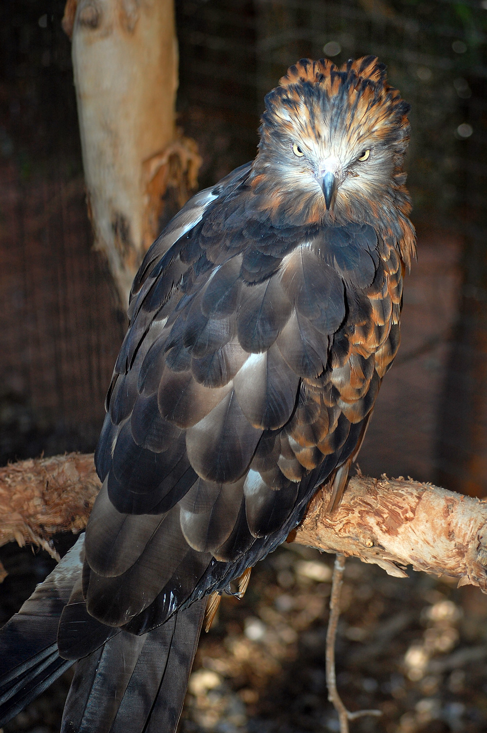 Australian Bird Quiz, Question 9 - Can you identify this bird?