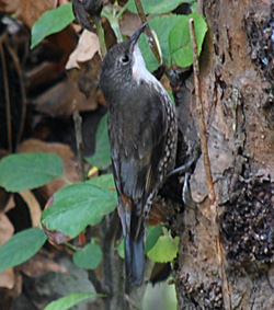 Bird Identification of Australian Birds - Sydney and Blue Mountains Bird Species - White-throated Treecreeper - Cormobates leucophaeus