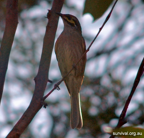 Australian Bird Quiz, Question 6 - Can you identify this bird?