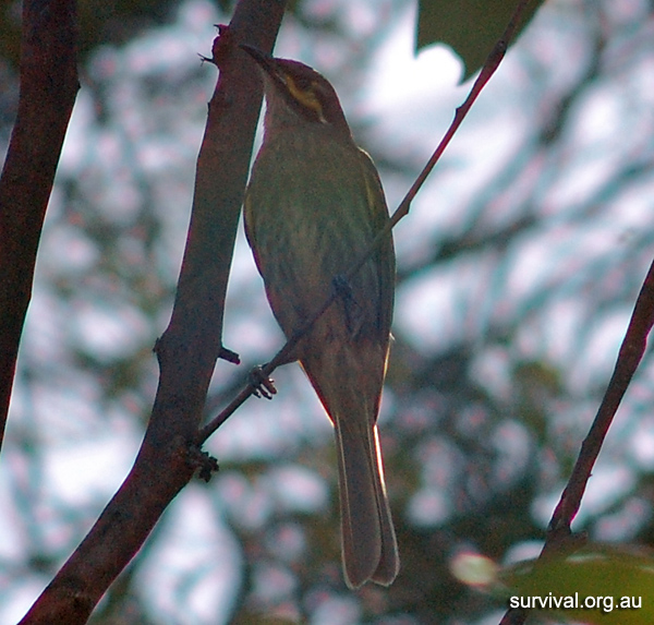 Australian Bird Quiz, Question 4 - Can you identify this bird?