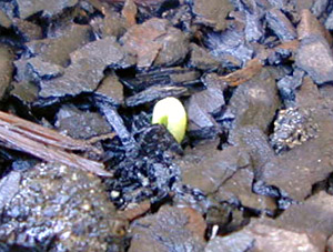 The Box Vegie Garden - First Sprouts after 5 days