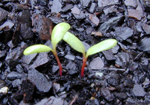 The Box Vegetable Garden - Sprouts after 10 days