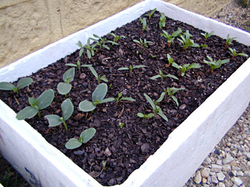 The Box Vegie Garden - Sprouts after 18 days