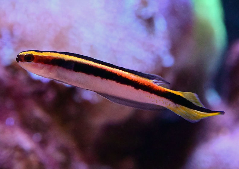 Eastern Hulafish - Trachinops taeniatus - Fish of Australia - Australian Sea and Freshwater Fishes