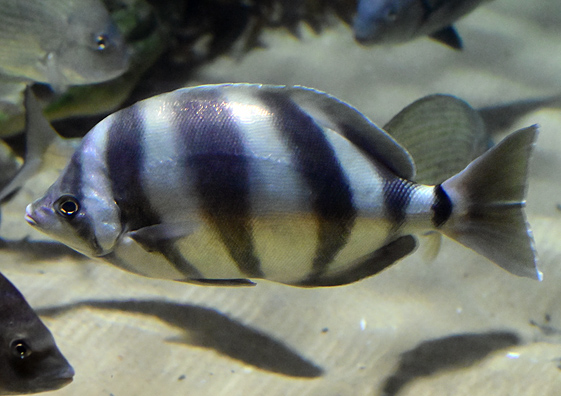 Moonlighter - Tilodon sexfasciatus - Fish of Australia - Australian Sea and Freshwater Fishes