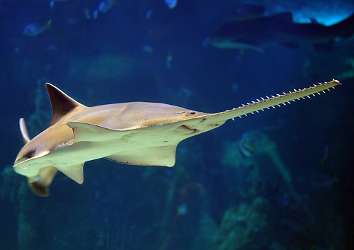 Green Sawfish - Pristis zijsron - Fish of Australia - Australian Sea and Freshwater Fishes