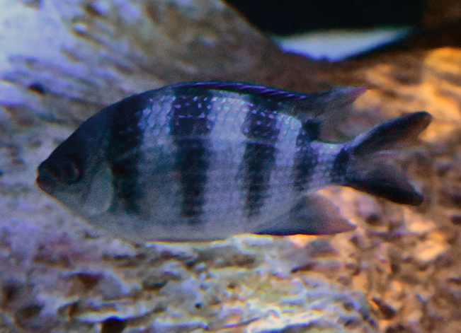 Scissortail Sergeant - Abudefduf sexfasciatus - Fish of Australia - Australian Sea and Freshwater Fishes