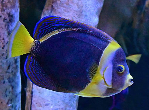 Scribbled Angelfish - Chaetodontoplus duboulayi - Fish of Australia - Australian Sea and Freshwater Fishes