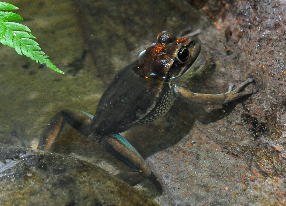 Green and Golden Bell Frog - Litoria aurea Green and Golden Bell Frog - Litoria aurea