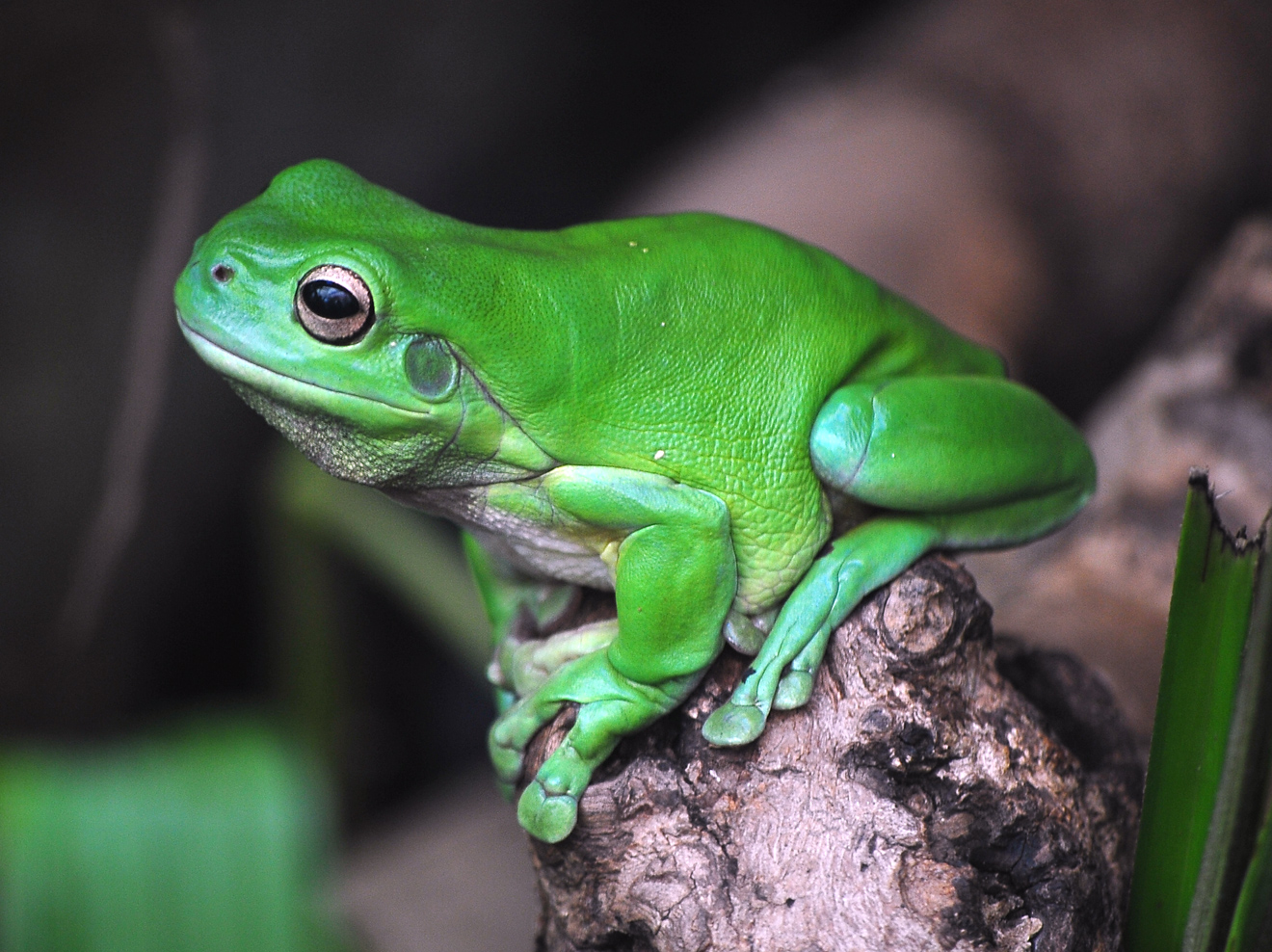 Green Tree Frog Litoria Caerulea