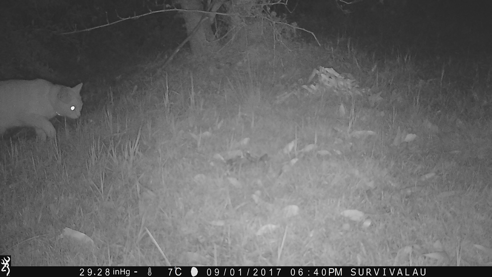 animal night camera