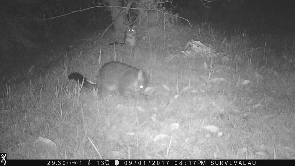 animal night camera