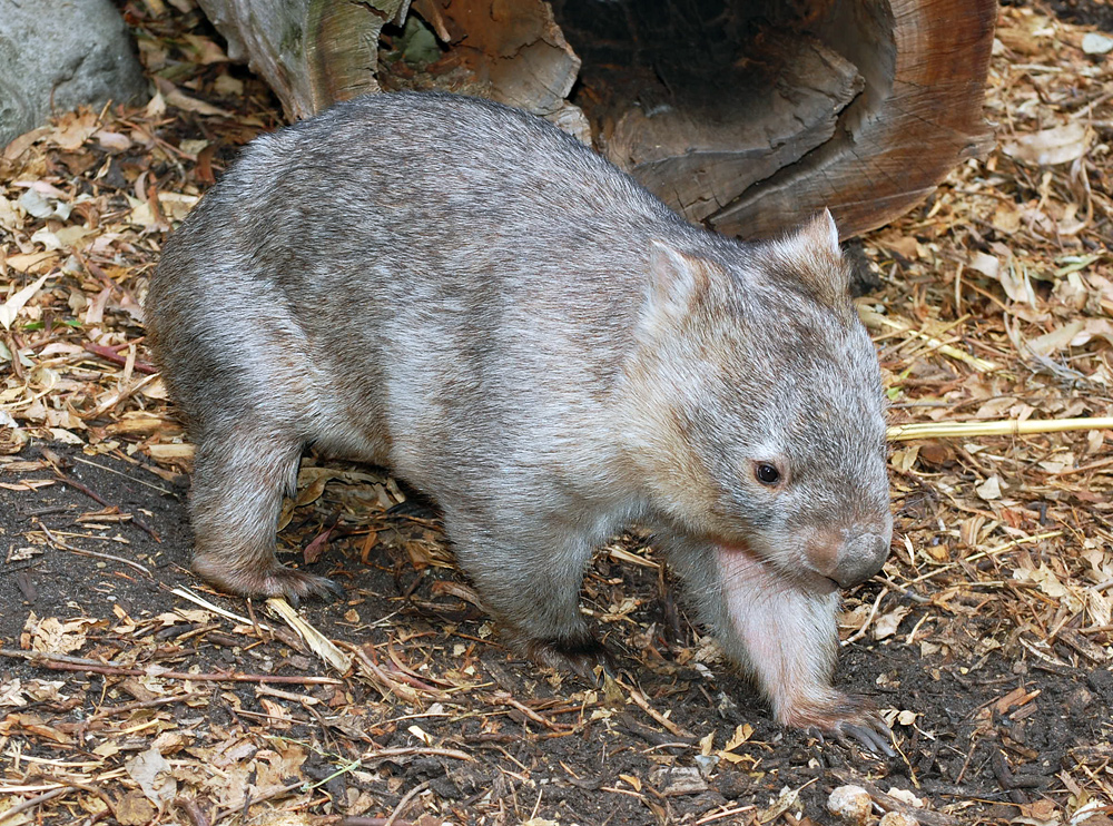 Common Wombat Vombatus Ursinus