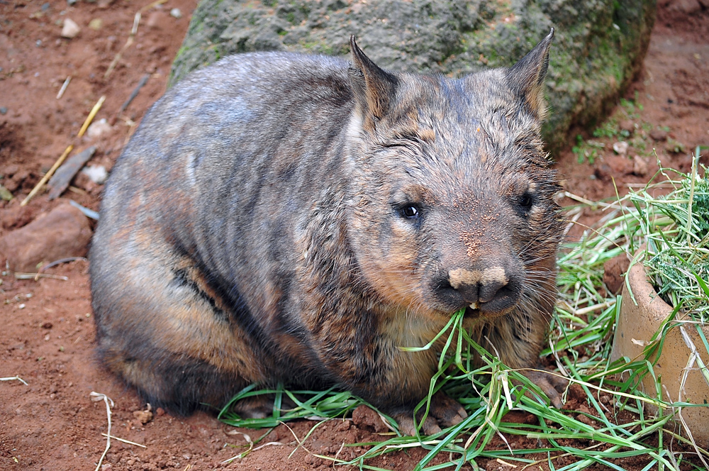 Southern Hairy-nosed Wombat - Lasiorhinus latifrons Southern Hairy-nosed Wombat - Lasiorhinus latifrons