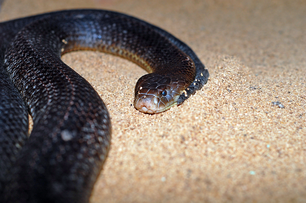 King Brown Snake - Pseudechis australis