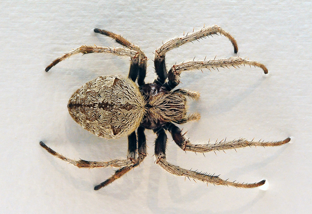 Garden Orb Weaving Spider Eriophora Transmarina