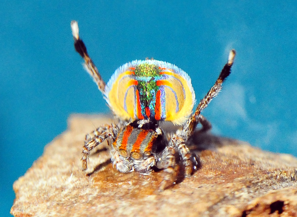 Peacock Spider Maratus Volans