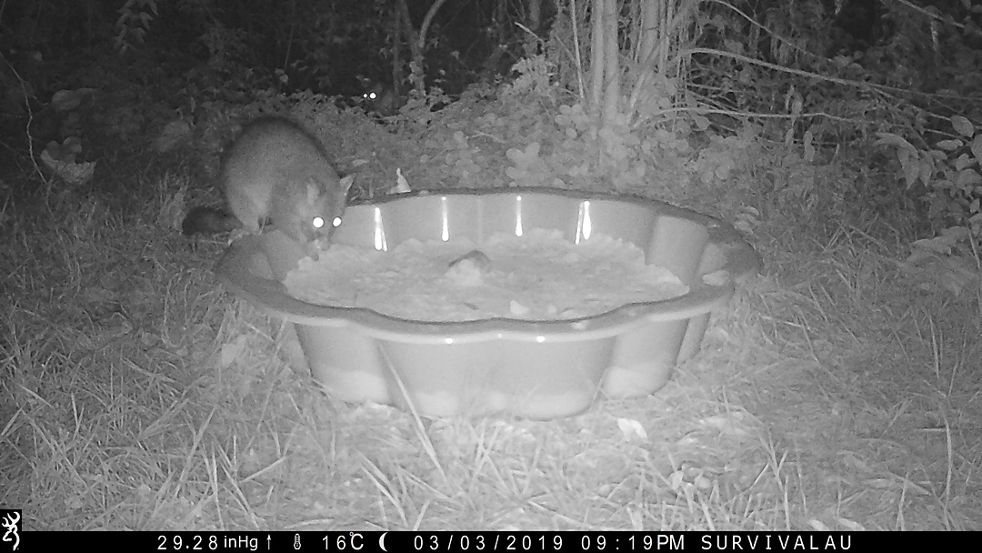 Brushtail possums visited the tracking box. I did not know they were interested in meat. Look for the extra pair of eyes - Make an Instant Tracking Box to Learn Animal Tracking - Survival.org.au